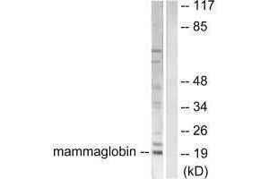 Western blot analysis of extracts from HepG2 cells, using Mammaglobin antibody. (Mammaglobin A anticorps)