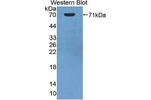 Western Blotting (WB) image for anti-Heat Shock 70kDa Protein 1A (HSPA1A) (AA 1-641) antibody (ABIN1078111) (HSP70 1A anticorps  (AA 1-641))