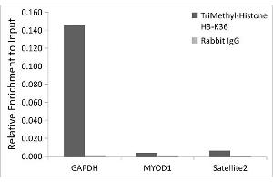 Chromatin immunoprecipitation analysis of extracts of HeLa, cells, using TriMethyl-Histone H3-K36 Rabbit pAb antibody (ABIN3016038, ABIN3016039, ABIN3016040, ABIN1680217 and ABIN6219525) and rabbit IgG.