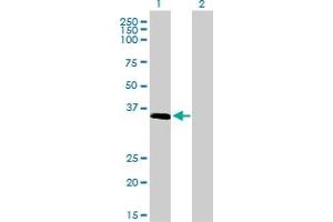 Western Blot analysis of ELAVL4 expression in transfected 293T cell line by ELAVL4 monoclonal antibody (M01), clone 6B9. (ELAVL4 anticorps  (AA 312-380))