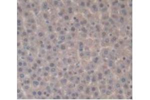 IHC-P analysis of Rat Liver Tissue, with DAB staining. (IL-33 anticorps  (AA 110-261))