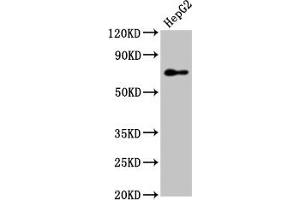 Western Blot Positive WB detected in: HepG2 whole cell lysate All lanes: PEX5 antibody at 7. (PEX5 anticorps  (AA 149-283))