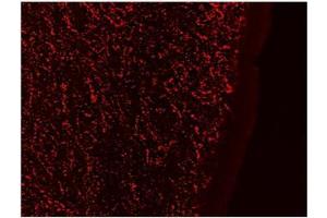 AP23698PU-N Galanin Antibody staining of PFA-perfused cryosection of Human Hypothalamus at 0. (Galanin anticorps  (Internal Region))