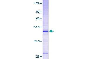 Image no. 1 for INO80 Complex Subunit C (INO80C) (AA 1-137) protein (GST tag) (ABIN1307940)