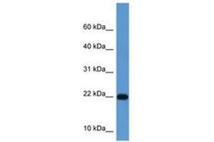 Image no. 1 for anti-ISG15 Ubiquitin-Like Modifier (ISG15) (AA 80-129) antibody (ABIN6749770) (ISG15 anticorps  (AA 80-129))