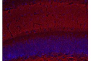 Indirect immunostaining of PFA fixed mouse hippocampus section (dilution 1 : 500; red). (Complexin 1, 2 (AA 122-134) anticorps)