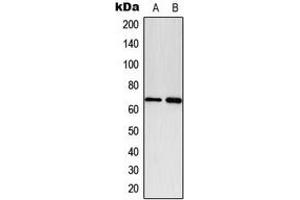 Western blot analysis of Paxillin (pY118) expression in A549 PDGF-treated (A), NIH3T3 PDGF-treated (B) whole cell lysates. (Paxillin anticorps  (pTyr118))