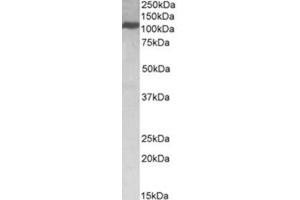 Image no. 1 for anti-Kinesin Family Member 5B (KIF5B) (C-Term) antibody (ABIN374232) (KIF5B anticorps  (C-Term))