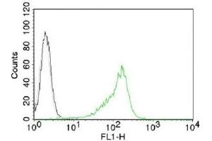 Intracellular FACS testing of 293 cells with Nucleoli marker antibody (green). (Nucleoli Marker anticorps)