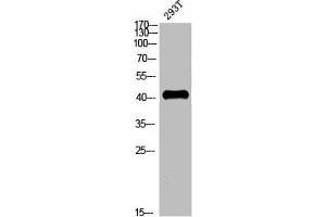 Western blot analysis of 293T whole cell lysate, antibody was diluted at 2000. (CCR5 anticorps  (AA 151-200))