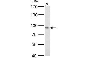 WB Image POR antibody detects POR protein by Western blot analysis.