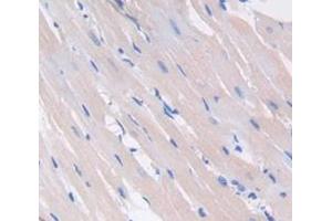 IHC-P analysis of Rat Tissue, with DAB staining. (VEGFC anticorps  (AA 108-223))