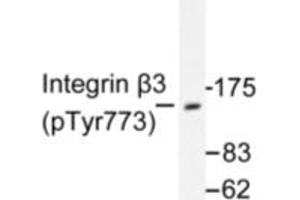 Image no. 1 for anti-Integrin beta 3 (ITGB3) (pTyr773) antibody (ABIN318050) (Integrin beta 3 anticorps  (pTyr773))