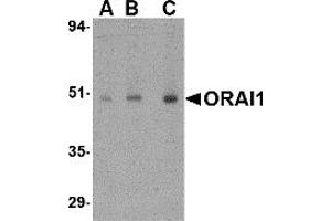 Western Blotting (WB) image for anti-ORAI Calcium Release-Activated Calcium Modulator 1 (ORAI1) (C-Term) antibody (ABIN1030562) (ORAI1 anticorps  (C-Term))