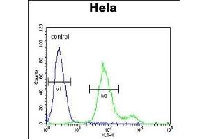 SUMF1 Antibody (C-Term) (ABIN653924 and ABIN2843158) flow cytometric analysis of Hela cells (right histogram) compared to a negative control cell (left histogram). (SUMF1 anticorps  (C-Term))