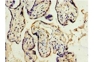 Immunohistochemistry of paraffin-embedded human placenta tissue using ABIN7150057 at dilution of 1:100