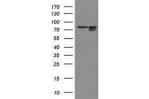 Image no. 5 for anti-Spastic Paraplegia 7 (SPG7) (AA 300-573) antibody (ABIN1491371) (SPG7 anticorps  (AA 300-573))