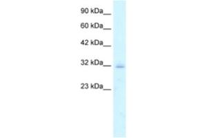 Western Blotting (WB) image for anti-Claudin 15 (CLDN15) antibody (ABIN2460775)
