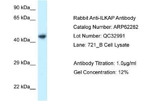 Western Blotting (WB) image for anti-Integrin-Linked Kinase-Associated Serine/threonine Phosphatase 2C (ILKAP) (C-Term) antibody (ABIN970957) (ILKAP anticorps  (C-Term))