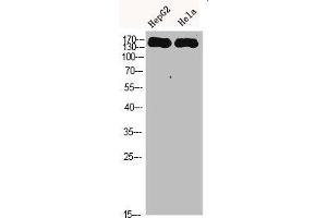 Western Blot analysis of HEPG2 Hela cells using CYFIP2 Polyclonal Antibody diluted at 1:500. (CYFIP2 anticorps  (AA 1171-1220))
