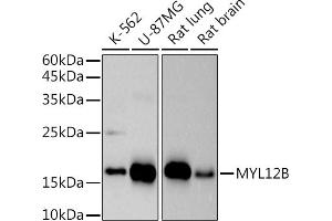 Western blot analysis of extracts of various cell lines, using (ABIN7268760) at 1:500 dilution. (MYL12B anticorps)
