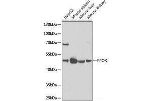 Western blot analysis of extracts of various cell lines using PPOX Polyclonal Antibody at dilution of 1:1000. (PPOX anticorps)