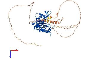 AlphaFold protein structure predicition of Mouse Recombinant Ctdspl2 Protein, UniprotID Q8BG15