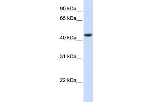 WB Suggested Anti-TRDMT1 Antibody Titration:  0. (Dnmt2 anticorps  (N-Term))