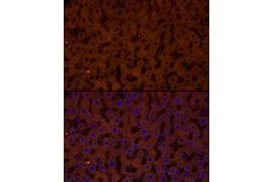 Immunofluorescence analysis of rat liver cells using GCGR Rabbit pAb (ABIN7267394) at dilution of 1:50 (40x lens).