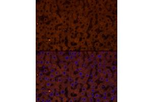 Immunofluorescence analysis of rat liver cells using GCGR Rabbit pAb (ABIN7267394) at dilution of 1:50 (40x lens). (Glucagon Receptor anticorps  (AA 1-140))
