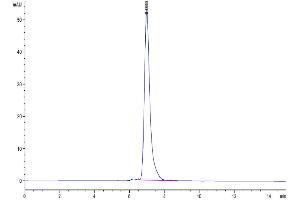 The purity of Human IgG1 Fc is greater than 95 % as determined by SEC-HPLC. (IgG1 Fc (AA 104-330) Protéine)