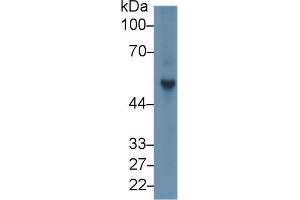 Western blot analysis of Rat Spleen lysate, using Rat FGb Antibody (1 µg/ml) and HRP-conjugated Goat Anti-Rabbit antibody ( (Fibrinogen beta Chain anticorps  (AA 33-479))