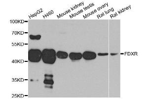 Western blot analysis of extracts of various cell lines, using FDXR antibody. (Ferredoxin Reductase anticorps  (AA 252-491))