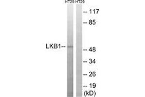 Western blot analysis of extracts from HT-29 cells, using LKB1 (Ab-334) Antibody. (LKB1 anticorps  (AA 300-349))