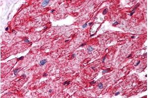 ABIN185421 (5µg/ml) staining of paraffin embedded Human Heart.