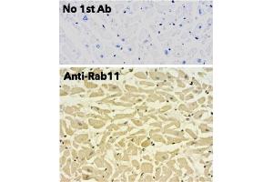 Immunohistochemistry (IHC) image for anti-RAB11A, Member RAS Oncogene Family (RAB11A) (C-Term) antibody (ABIN1440025)