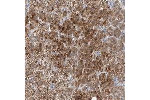 Immunohistochemical staining of human adrenal gland with BPTF polyclonal antibody  shows strong cytoplasmic positivity in cortical cells.