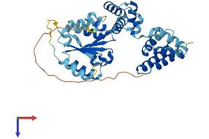 AlphaFold protein structure predicition of Mouse Recombinant Rfc4 Protein, UniprotID Q99J62