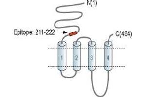 anti-Cholinergic Receptor, Nicotinic, beta 3 (Neuronal) (CHRNB3) (AA 211-222), (Extracellular), (N-Term) antibody