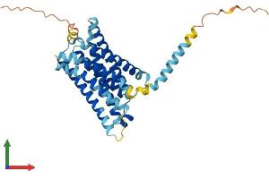 AlphaFold protein structure predicition of Human Recombinant MRGPRX2 Protein, UniprotID Q96LB1