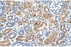 Human kidney (SLC38A1 anticorps  (Middle Region))