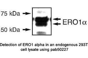 Image no. 1 for anti-Endoplasmic Oxidoreductin-1 (ERO1) (N-Term) antibody (ABIN363536) (ERO1 anticorps  (N-Term))