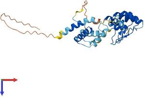 AlphaFold protein structure predicition of Human Recombinant ACBD6 Protein, UniprotID Q9BR61