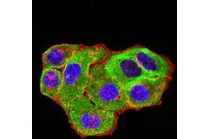 Immunofluorescence analysis of Hela cells using HTR3A mouse mAb (green). (Serotonin Receptor 3A anticorps  (AA 24-157))