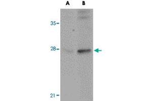 Western blot analysis of GOLPH3 in rat lung tissue lysate with GOLPH3 polyclonal antibody  at (A) 0. (GOLPH3 anticorps  (N-Term))