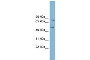 Image no. 1 for anti-Block of Proliferation 1 (BOP1) (AA 35-84) antibody (ABIN6742024) (BOP1 anticorps  (AA 35-84))