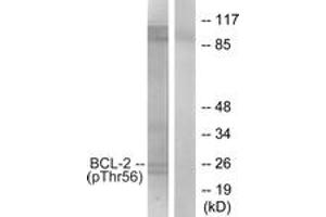 Western blot analysis of extracts from K562 cells treated with H2O2 100uM 30', using BCL-2 (Phospho-Thr56) Antibody. (Bcl-2 anticorps  (pThr56))