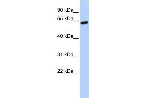 WB Suggested Anti-ZNF133 Antibody Titration:  0. (ZNF133 anticorps  (N-Term))