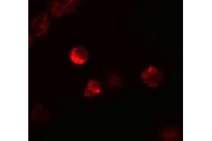Immunofluorescence (IF) image for anti-Leukemia Inhibitory Factor (LIF) (Middle Region) antibody (ABIN1030986)