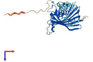 AlphaFold protein structure predicition of Human Recombinant ACOT8 Protein, UniprotID O14734